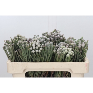 Kaaps Groen Silver Brunia