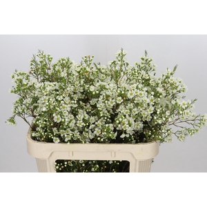 Chamelaucium Ivory Pearl