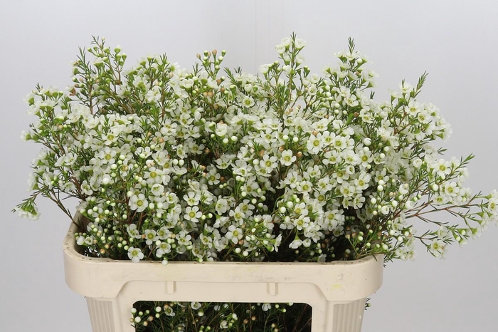 <h4>Chamelaucium Ivory Pearl</h4>