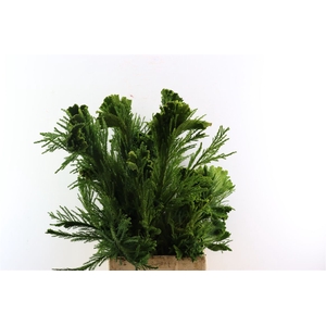 Cryptomeria Cristata Pt