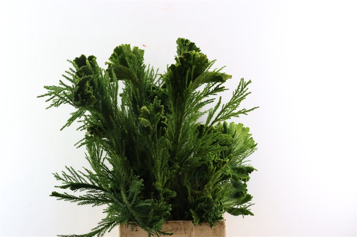 <h4>Cryptomeria Cristata Pt</h4>