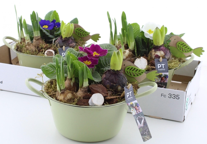 <h4>ARR PL IN SCHAAL</h4>