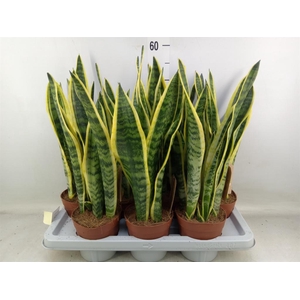Sansevieria trifa. 'Laurentii'