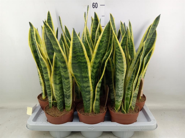 <h4>Sansevieria trifa. 'Laurentii'</h4>