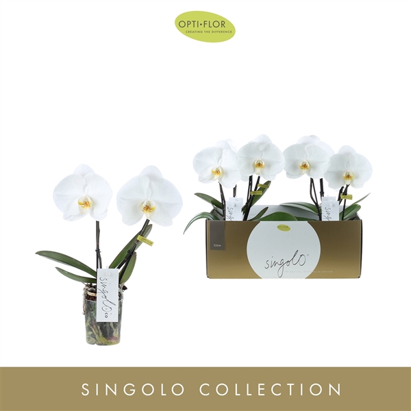 <h4>Singolo & Co Tosha</h4>