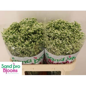 LIM SIN SEN P COLADA