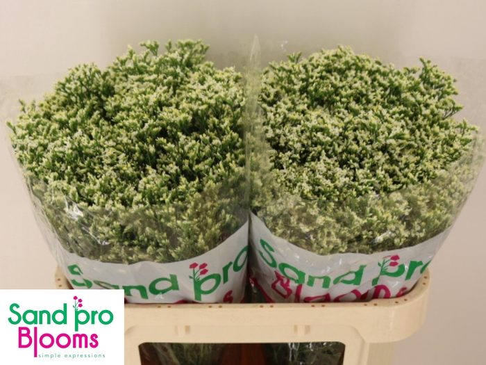 <h4>LIM SIN SEN P COLADA</h4>