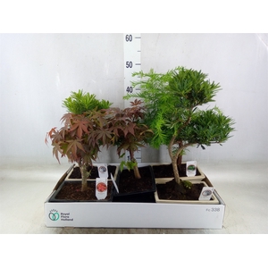 Bonsai   ...mix