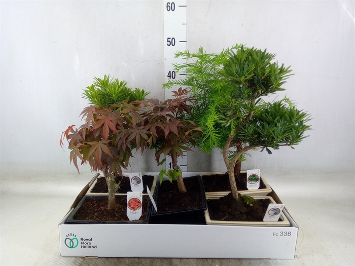 <h4>Bonsai   ...mix</h4>