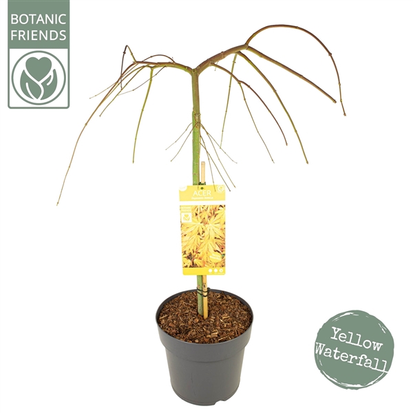 <h4>Acer palm. 'Cascade Gold'</h4>