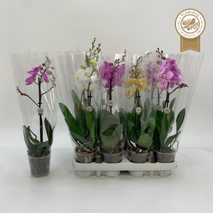 PHAL GEM