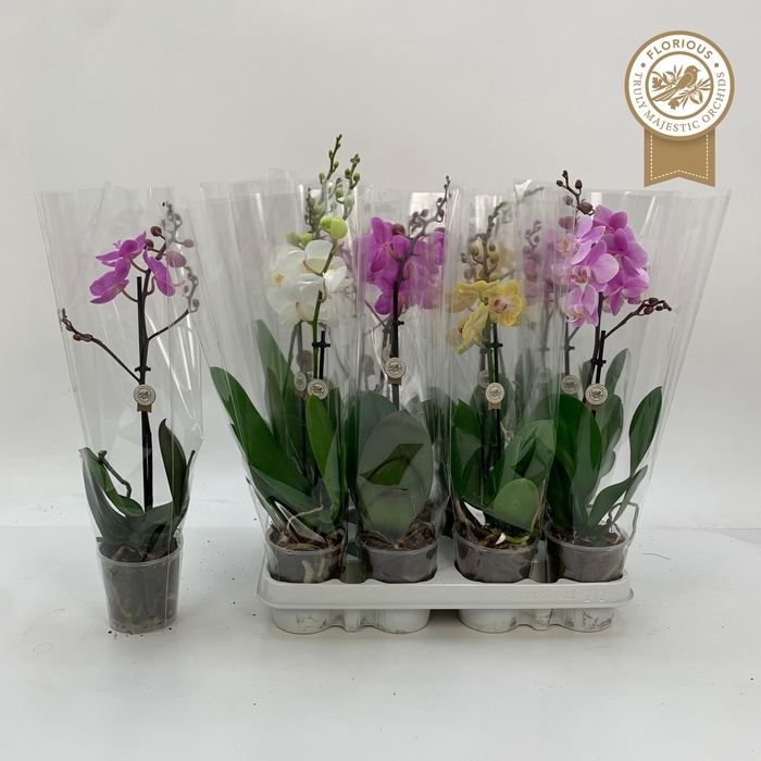 <h4>PHAL GEM</h4>