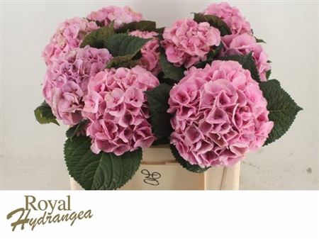 <h4>Hyd A Margarita Roze L40</h4>