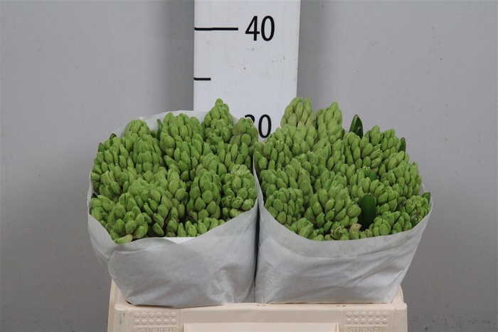 <h4>Hyac Fondant</h4>