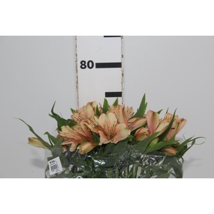 ALSTROEMERIA CANYON 080 CM