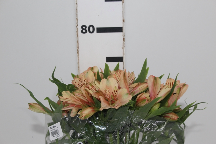 <h4>ALSTROEMERIA CANYON 080 CM</h4>