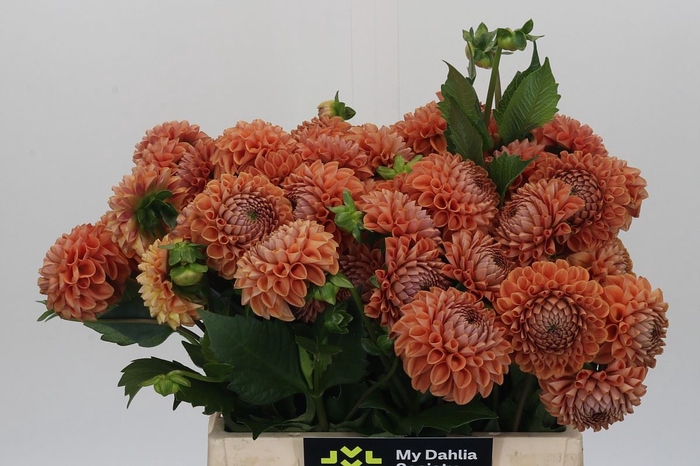 <h4>Dahlia BA 'Cornel Bronze'</h4>