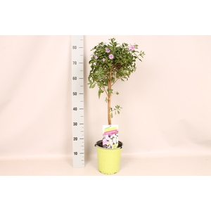 'Weekaanbieding; Stam 19cm Solanum ranto. Pink Star
