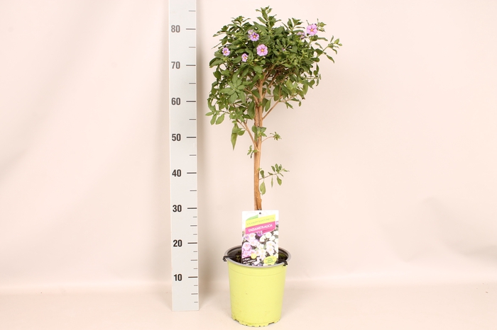 <h4>'Weekaanbieding; Stam 19cm Solanum ranto. Pink Star</h4>