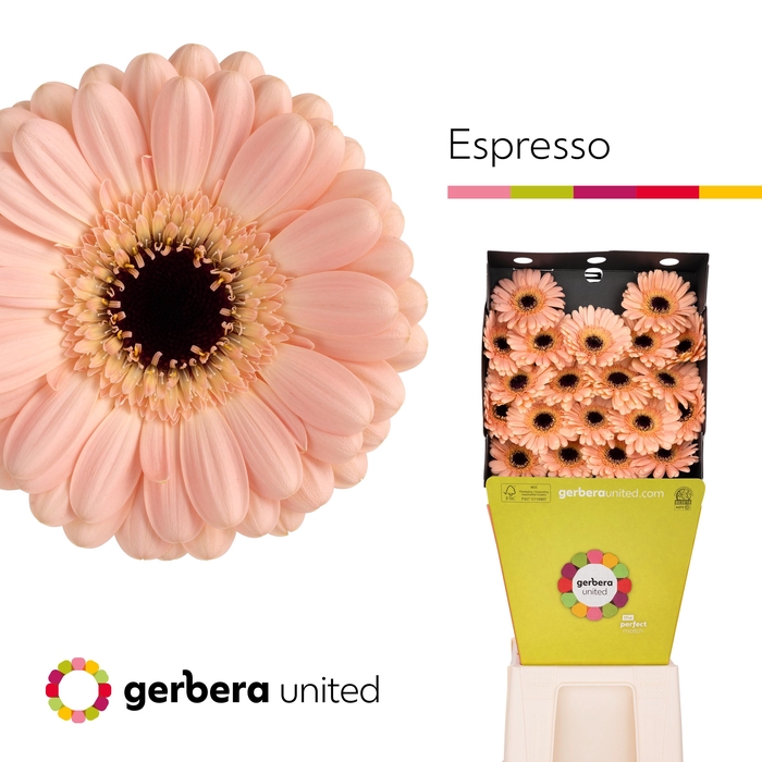 <h4>Ge Mi Espresso</h4>