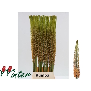 EREMURUS RUMBA