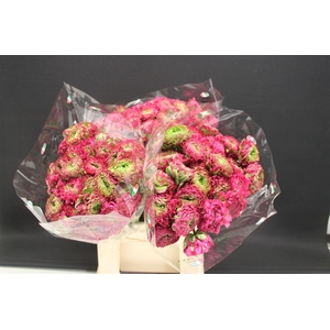 Cl Pon-pon Fanny 566