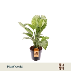 Aglaonema Maria Christina