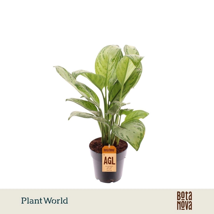 <h4>Aglaonema Maria Christina</h4>