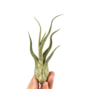 tillandsia caput medusa