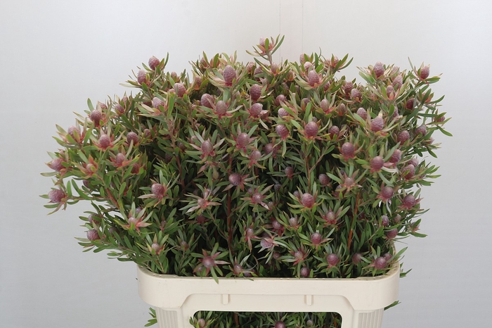 <h4>Leucadendron Ayoba Star Pearl</h4>