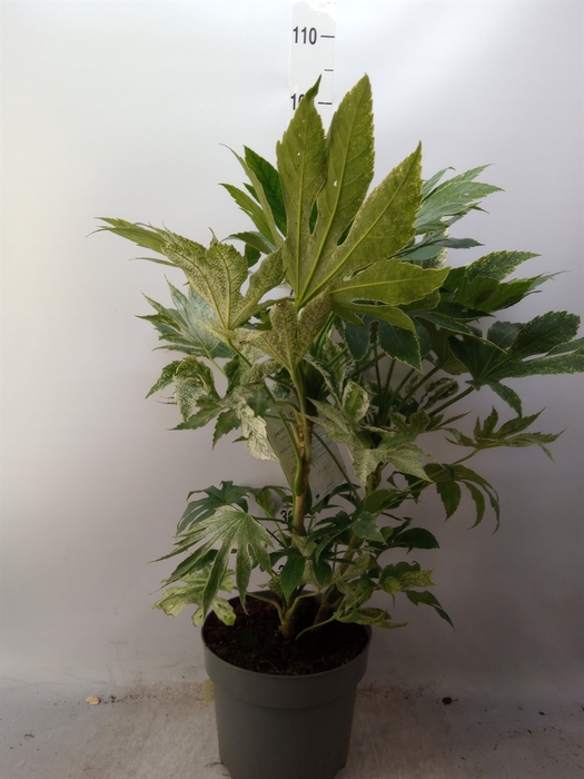 <h4>Fatsia japonica   ...</h4>