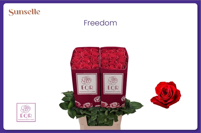 <h4>R GR FREEDOM</h4>