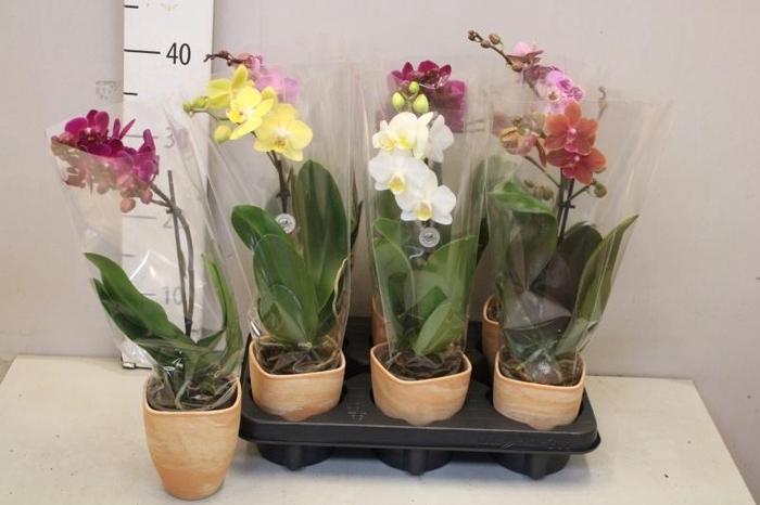 <h4>ARR PHAL 1 TAK</h4>