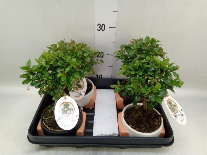 <h4>Bonsai   ...mix</h4>