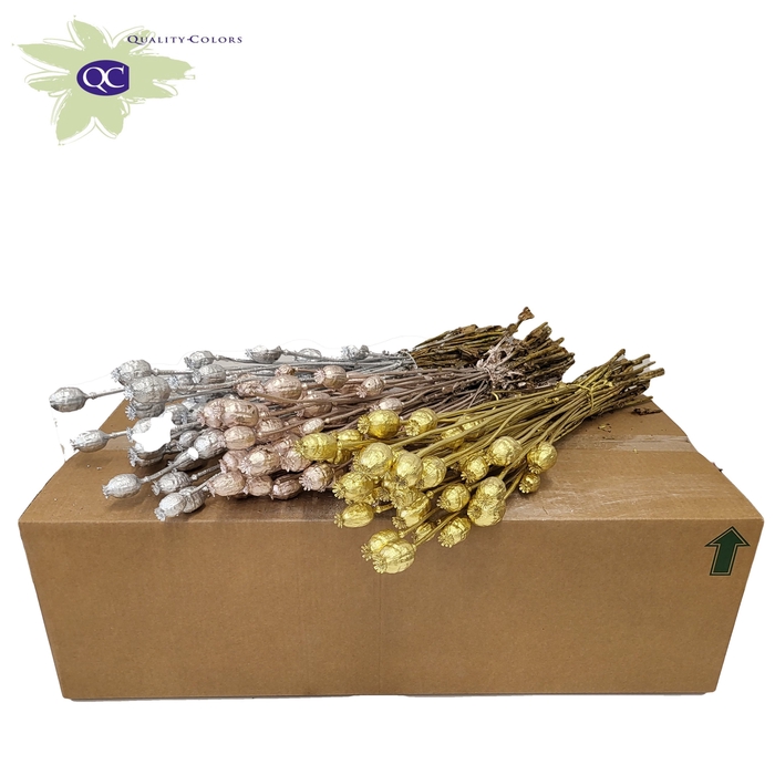 <h4>Papaver per bunch Mixed colours Wedding</h4>