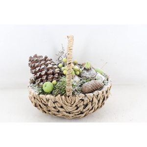 arr4 Hyacint MB - Tasmand x4