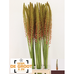 EREMURUS CLEOPATRA