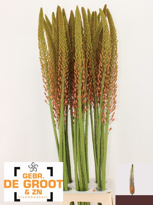 <h4>EREMURUS CLEOPATRA</h4>