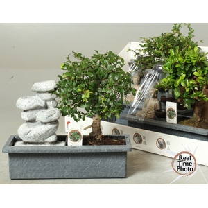 BONSAI GEM