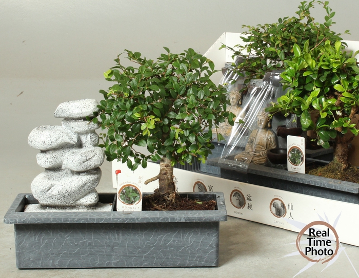 <h4>BONSAI GEM</h4>