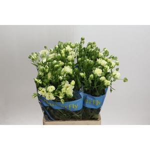 Ranunculus Butterfly Graces