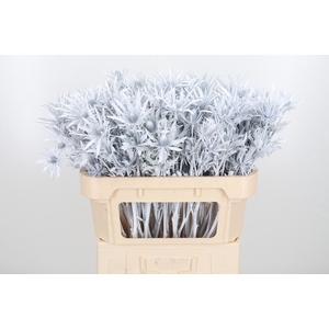 Eryn Orion Kl Bh Wit