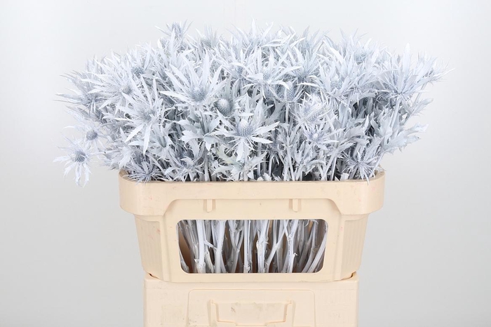 <h4>Eryn Orion Kl Bh Wit</h4>