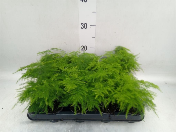 <h4>Chlorophytum com. 'Ocean'</h4>