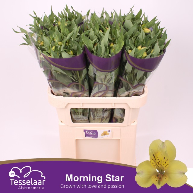 <h4>ALSTR MORNING STAR</h4>