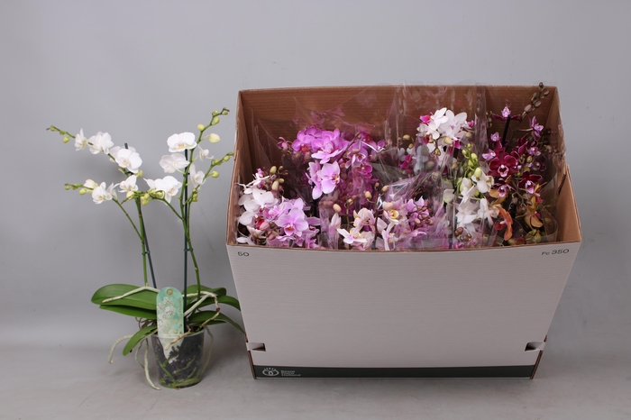 <h4>PHAL MF GEM 8 KL</h4>