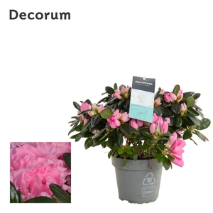 Azalea 14 cm Roze - Decorum - plantcollect