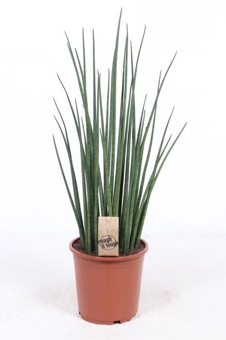 <h4>Sansevieria Bacularis</h4>