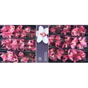 Cymbidium Gerry