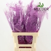 Asparagus DYED Fuchsia